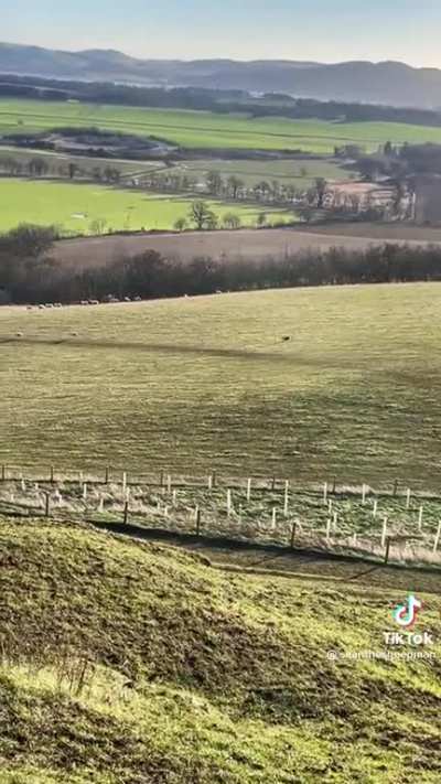 Herding dog doing her work