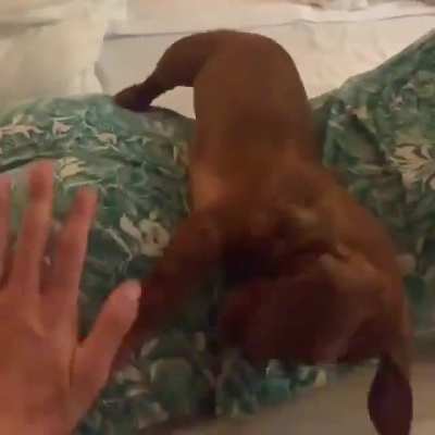 Awww doggo