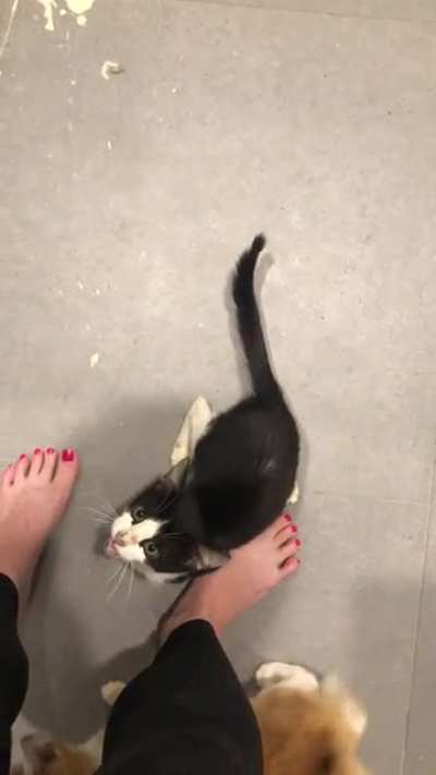 help my foster has a broken meower