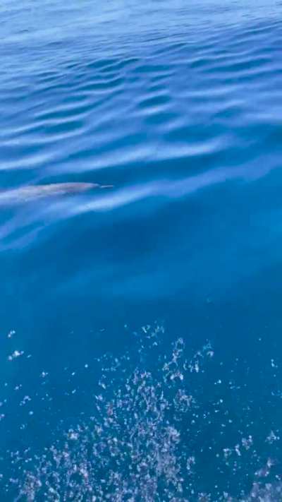 Is this a mixed species pod of dolphins?
