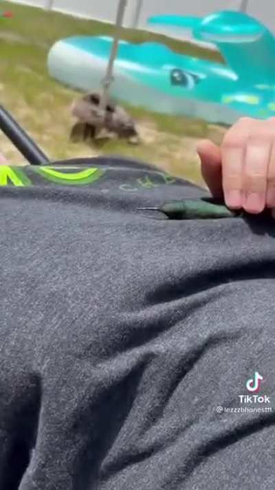 To pet a hummingbird