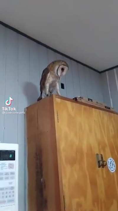 HOO is THAT?