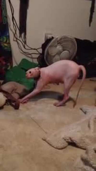 No no no no no