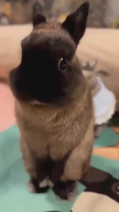 Singer rabbit 😍