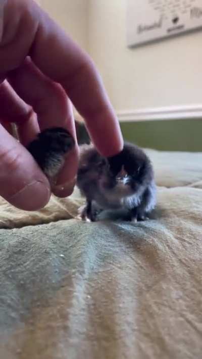 Quail chicks