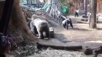 Father Gorilla steals baby Gorilla from Momma Gorilla because Momma Gorilla wouldn't let the dad play with the baby gorilla. He has a history of doing this with his other kids