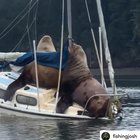 Ever felt like being seally on a boat?