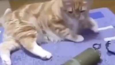 Cat Toy