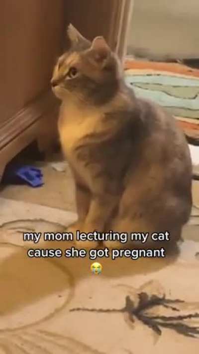 Pregnant cat 😁😁