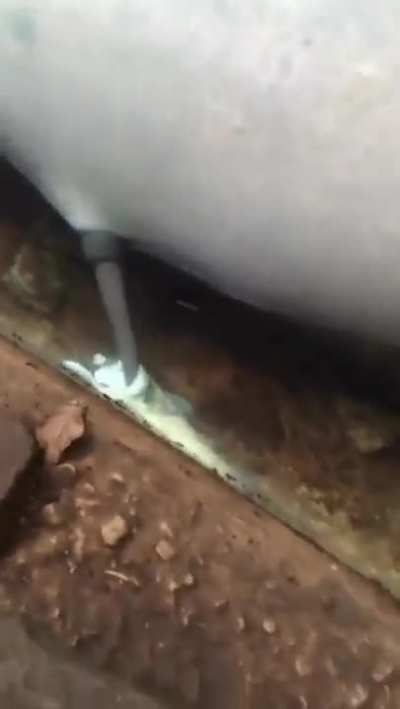 A horny dolphin with his fishlight