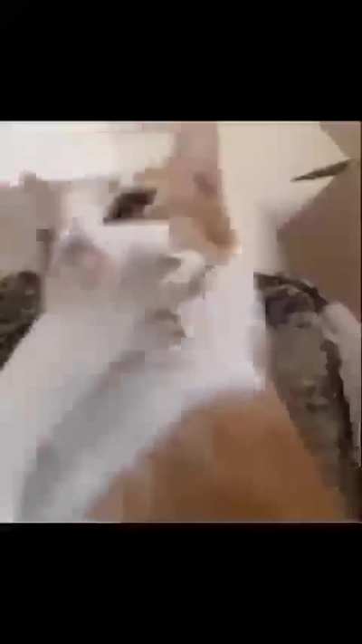 what on earth is wunkus doing 