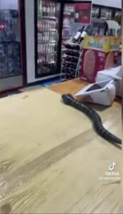 Sneaky snake