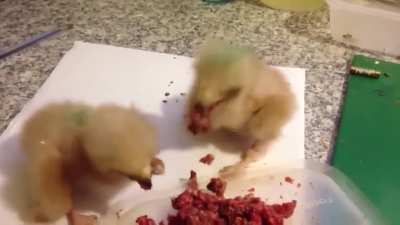 2 Baby Hawks + 1 Plate of Food = 2 Jerk Baby Hawks