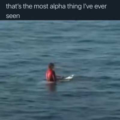 Surfing powered by shark
