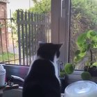 vem no x1 se vc é um gato