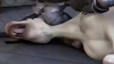 Donkey