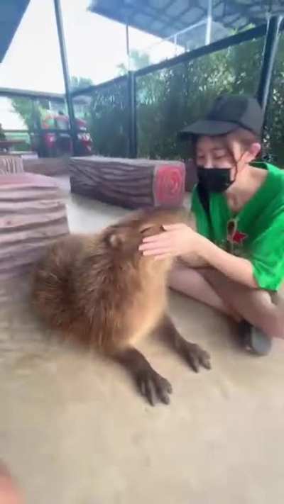 Capy in Thailand