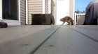 Trash Panda say Goodbye