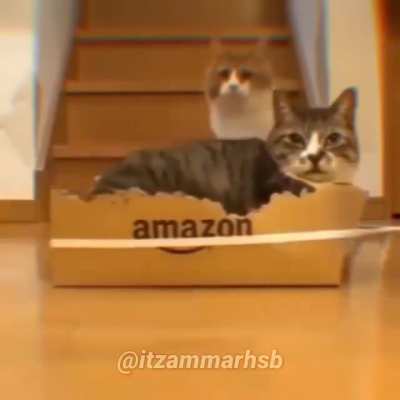 SWAG Cat
