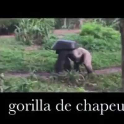 gorila com xapeu B-)
