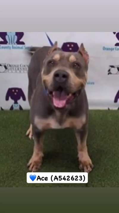 URGENT! PLEASE HELP! Ace and Bogy only have until TUESDAY 2/3 to find ADOPTERS or FOSTERS/RESCUES/PLEDGES. EUTHANASIA LIST at Orange County Animal Services in ORLANDO, FL. Please dm /u/biancamission if you can foster one of them for a rescue.