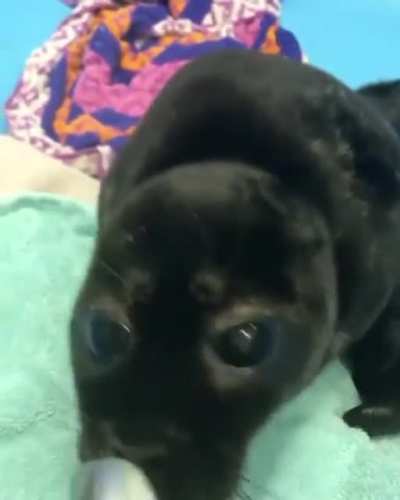 Nom nom nom