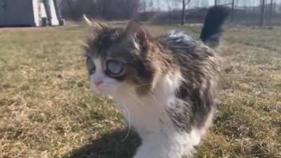 Foi encontrado o Gato mais poderoso do universo