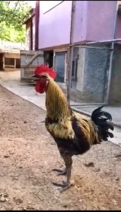 Not your average rooster