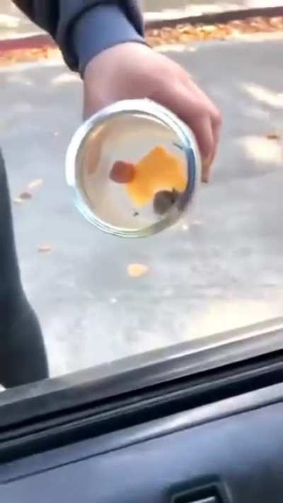 They finally succeeded! wait...