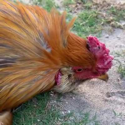 🐔