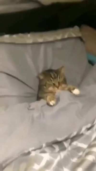 Gatito desanimado 🥺😥