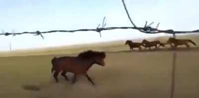 Drift de cavalo