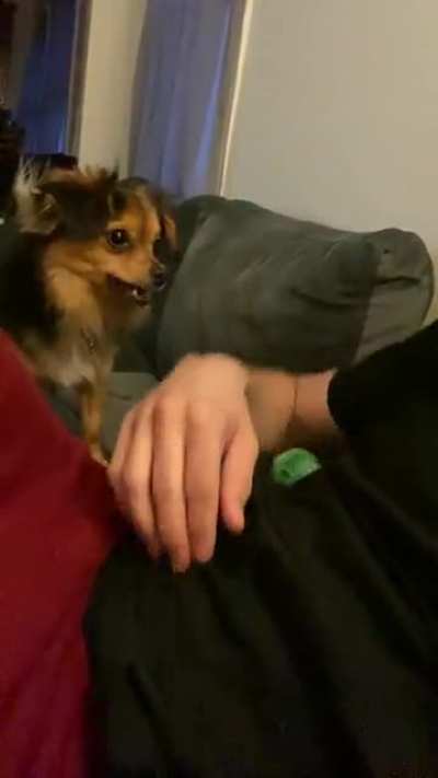 My roommates dog doesn’t give us an option when he wants to play catch