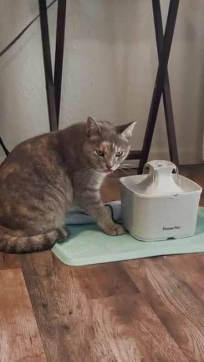 My cat is glitching