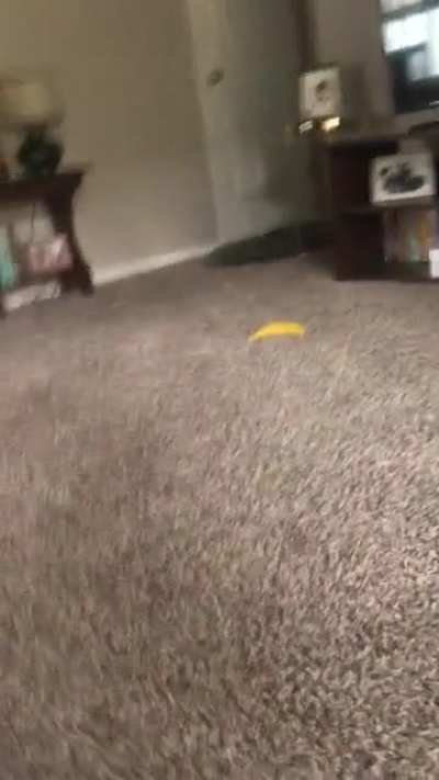 Vicious void attacks innocent human 🐈‍⬛
