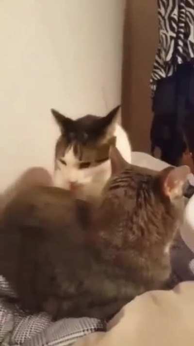 Chilling cats