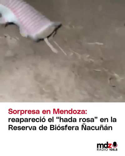 Pichiciego en la Reserva de Biósfera de Ñacuñán - Mendoza