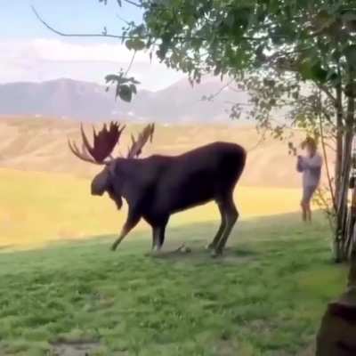 Tis but a moose