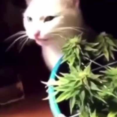 Hmmmmm