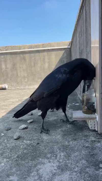 Bird is smart enough to put rocks in until it can drink water