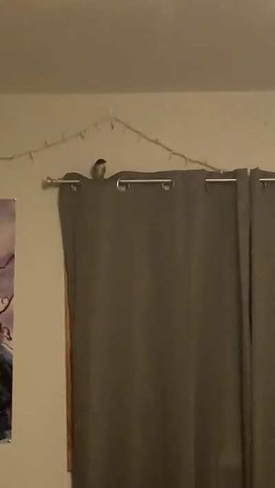 Intruder Detected