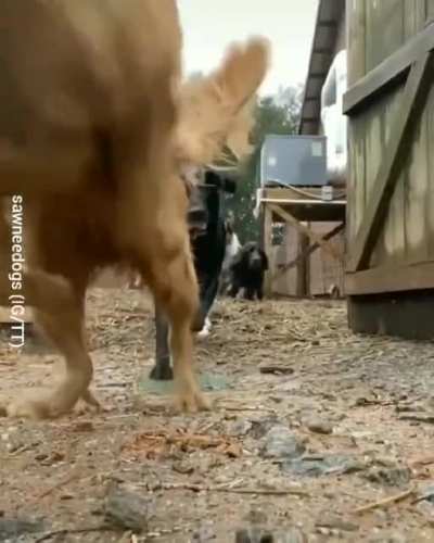 Ohmadog... Who let the dogs out?! :D