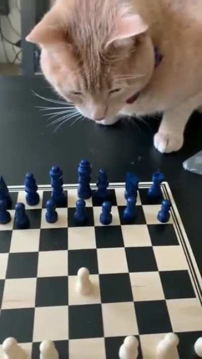 The cat's gambit