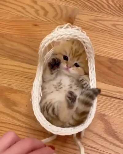 Cuteness Overloaded