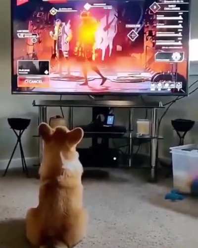 Corgis are such derps, they get me every time.