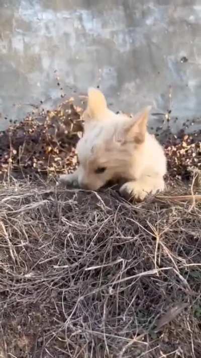 he just went for it