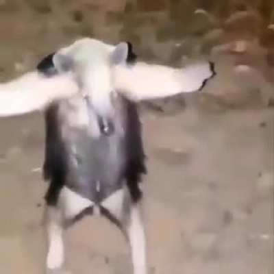 Você me obrigou a revelar minha verdadeira forma