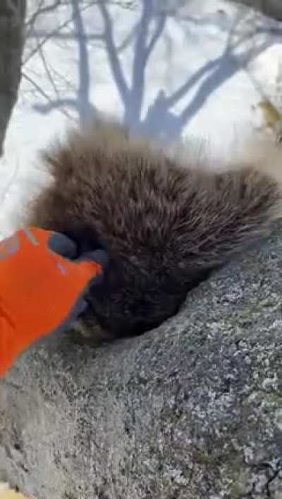 Sorry to wake you buddy!