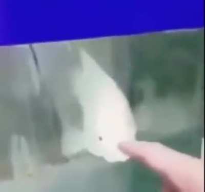 XD