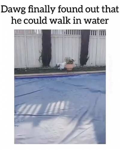 Jesus dog